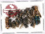 Scientific lot no. 243 Hymenoptera (18 pcs)
