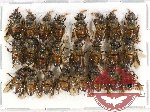 Scientific lot no. 249 Hymenoptera (24 pcs)