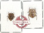Scientific lot no. 652 Heteroptera (2 pcs)