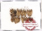 Scientific lot no. 657 Heteroptera (24 pcs)