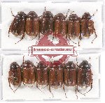 Scientific lot no. 83 Melolonthinae (12 pcs A, A-, A)