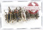 Scientific lot no. 413 Curculionidae (6 pcs A, A-, A2)