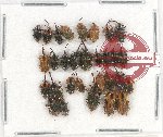 Scientific lot no. 420 Curculionidae (30 pcs)