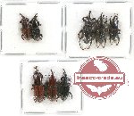 Scientific lot no. 421 Curculionidae (8 pcs)