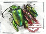 Scientific lot no. 222A Chrysomelidae (Sagra spp.) (3 pcs)