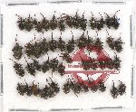 Scientific lot no. 418 Curculionidae (50 pcs)