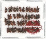 Scientific lot no. 419 Curculionidae (50 pcs)