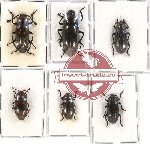 Scientific lot no. 90 Erotylidae (large spp.) (6 pcs)