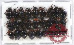 Scientific lot no. 48 Endomychidae (Encymon spp.) (27 pcs)