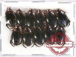 Scientific lot no. 53 Dytiscidae (11 pcs)