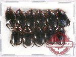 Scientific lot no. 53 Dytiscidae (11 pcs)