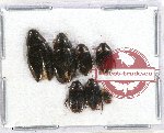 Scientific lot no. 54 Dytiscidae (5 pcs)