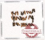 Scientific lot no. 119 Staphylinidae (36 pcs)