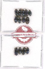 Elmidae sc. lot no. 17 (13 pcs)