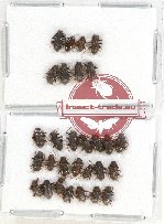 Elmidae sc. lot no. 16 (29 pcs)