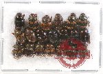 Scientific lot no. 468 Coprophaga (20 pcs)