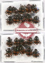 Scientific lot no. 457 Coprophaga (20 pcs)