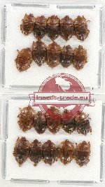 Scientific lot no. 90 Nitidulidae (20 pcs)