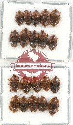 Scientific lot no. 91 Nitidulidae (20 pcs)