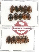 Scientific lot no. 96 Nitidulidae (15 pcs)