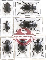 Scientific lot no. 239 Tenebrionidae (7 pcs - 3 pcs A2)