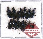 Scientific lot no. 329 Carabidae (13 pcs)