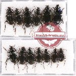 Scientific lot no. 326 Carabidae (13 pcs)