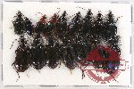 Scientific lot no. 328 Carabidae (16 pcs A-, A2)