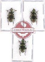 Scientific lot no. 324 Carabidae (3 pcs)