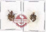 Scientific lot no. 700 Heteroptera (2 pcs)