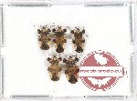 Scientific lot no. 699 Heteroptera (5 pcs)