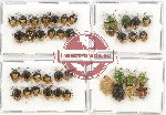 Scientific lot no. 693 Heteroptera (Pentatomidae) (39 pcs)