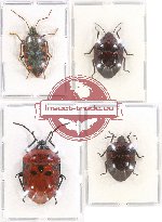 Scientific lot no. 690 Heteroptera (4 pcs)