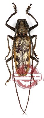 Batocera gerstaeckeri