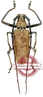 Batocera numitor ssp. javanica