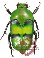 Lomaptera fasciata ssp. (A-/A2)