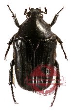 Glycyphana (Euglycyphana) maculiceps ssp. moluana (20 pcs)