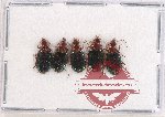 Scientific lot no. 311 Carabidae (5 pcs)