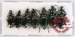 Scientific lot no. 334 Carabidae (7 pcs A-, A2)