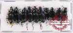 Scientific lot no. 317 Carabidae (10 pcs A-, A2)