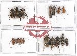 Scientific lot no. 108 Cerambycidae (17 pcs A, A-, A2)