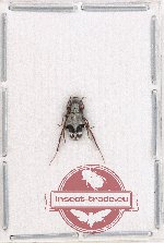 Egesina partealboantennata