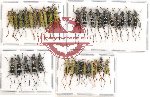 Scientific lot no. 106 Cerambycidae (Clytini) (35 pcs A, A-, A2)