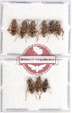 Scientific lot no. 74 Cleridae (9 pcs)