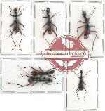 Scientific lot no. 39 Cicindelidae (6 pcs A, A-, A2)