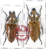 Scientific lot no. 2 Trictenotomidae (2 pcs)