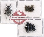 Scientific lot no. 236 Tenebrionidae (7 pcs A2)