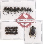 Scientific lot no. 452 Coprophaga (34 pcs)