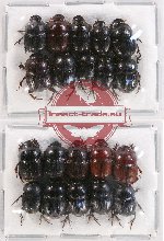 Scientific lot no. 463 Coprophaga (20 pcs)