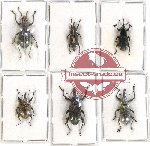 Scientific lot no. 410 Curculionidae (6 pcs)